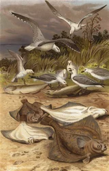 Plaice
